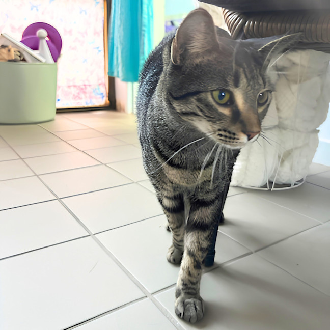 Photo of Nova