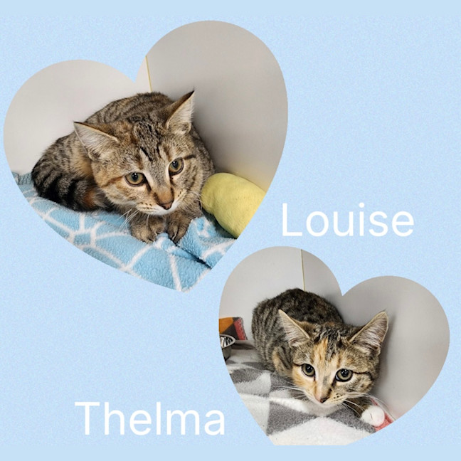 Photo of Thelma And Louise