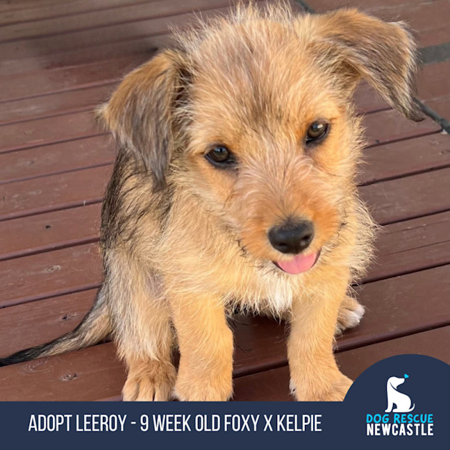 Photo of Leeroy   9 Week Old Fox Terrier X Kelpie
