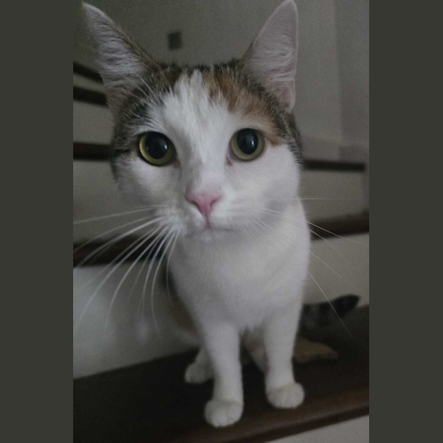 Photo of Snowy