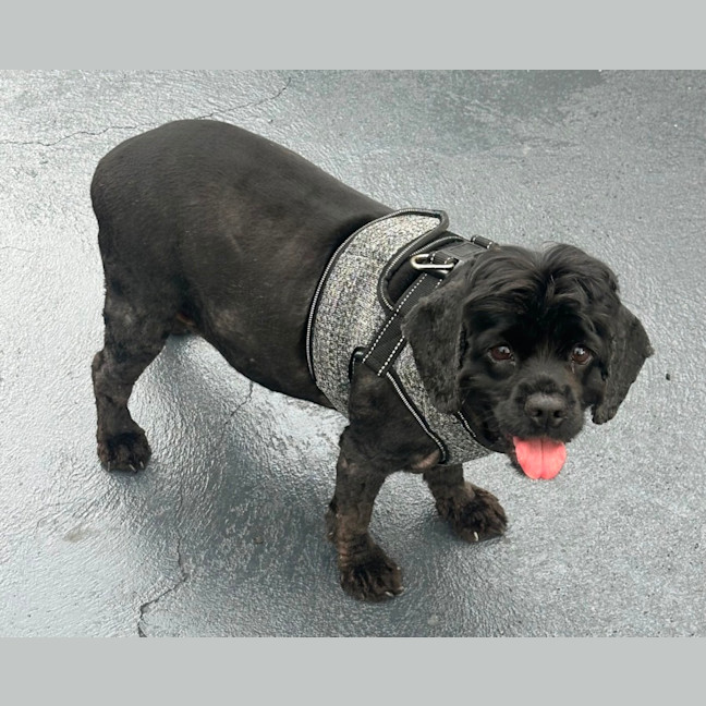 Photo of Tammy 🐶😍🦋