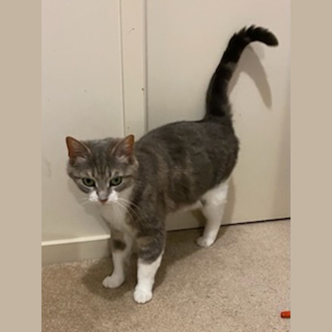 Photo of Rumi *9 Lives Project Rescue*