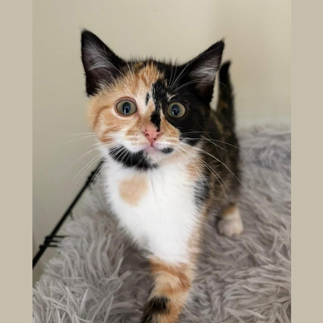 Photo of Miss Maples