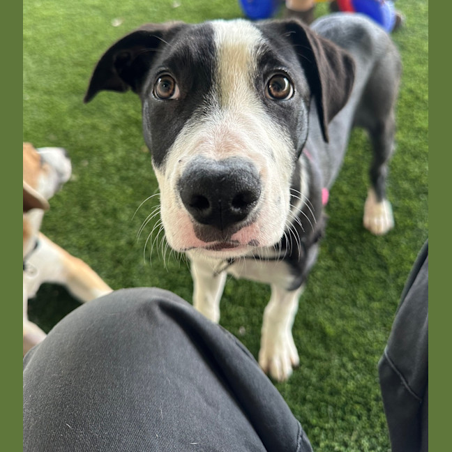 Photo of Mishka 