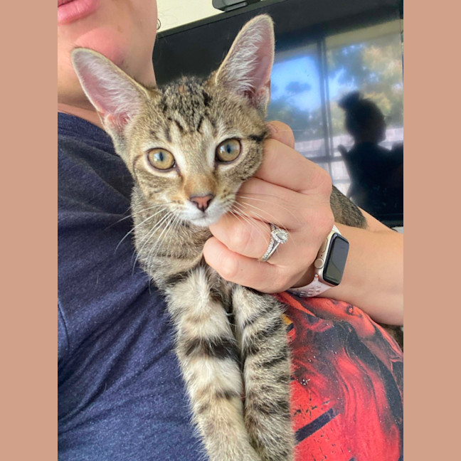 Photo of Pippa Meet Me@Keysborough Petstock 