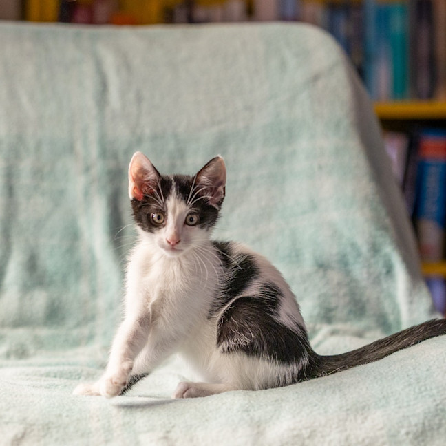Photo of Finch