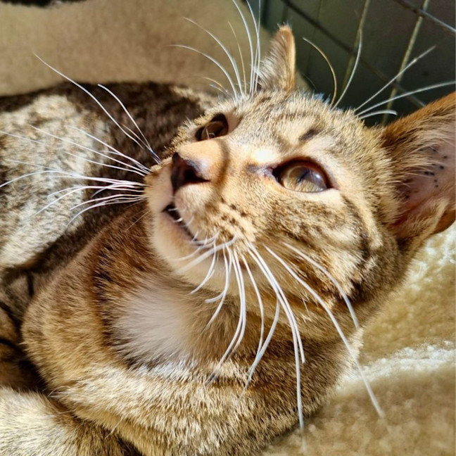 Photo of Dashi