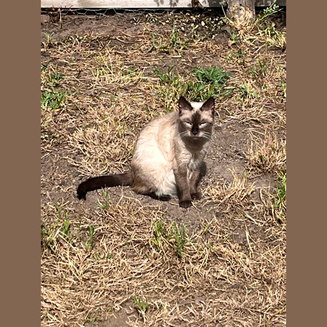 Photo of Queenie