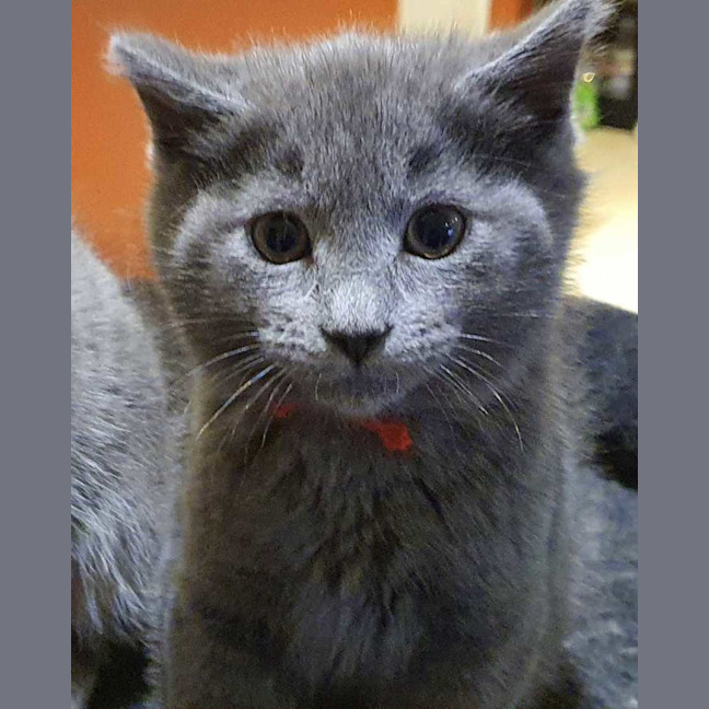 Photo of Harvey ** 2nd Chance Cat Rescue**