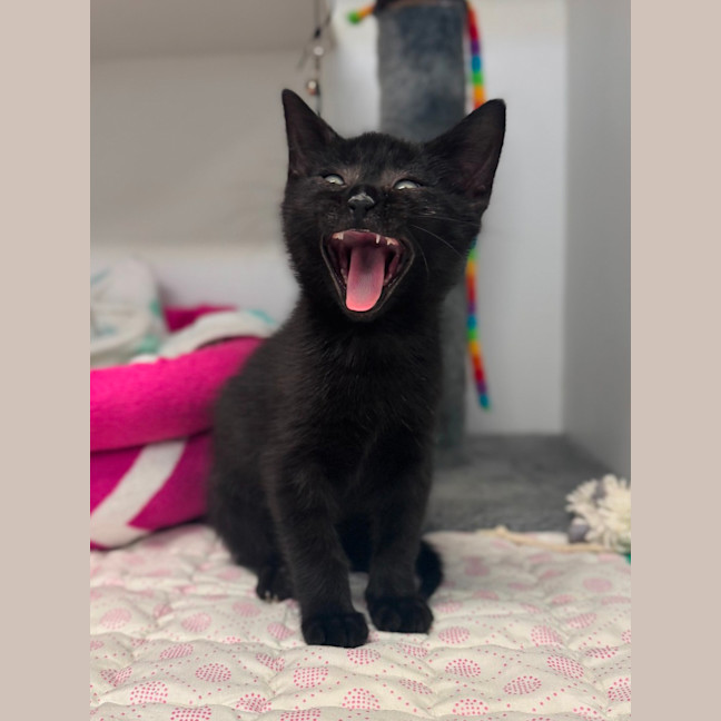 Photo of Frankie