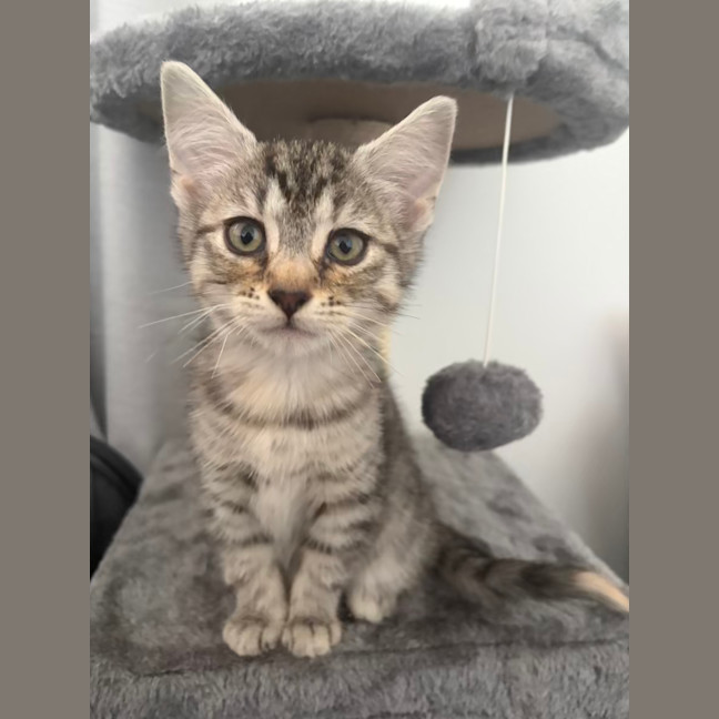Photo of Cinnamon