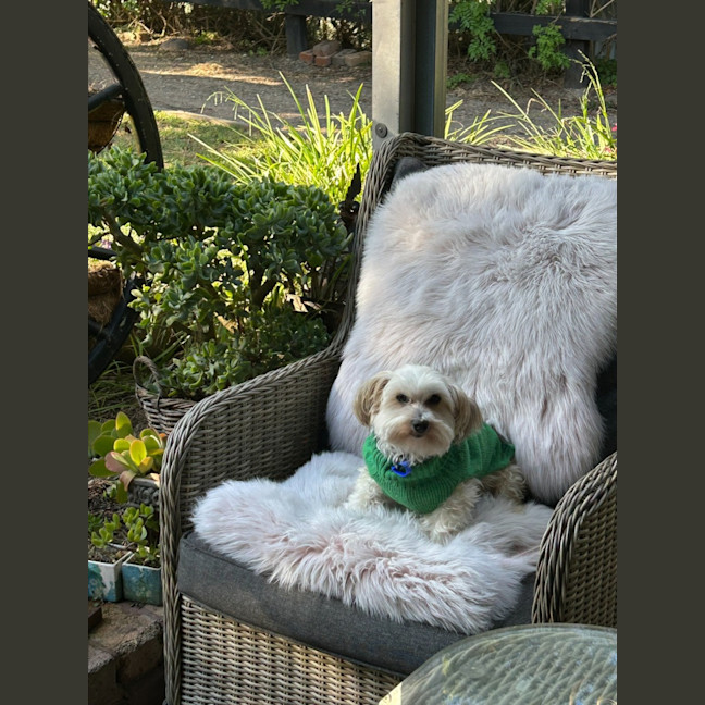 Photo of Vj   9 Year Old Maltese X Shih Tzu
