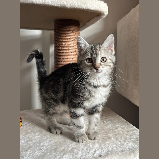 Photo of Sage