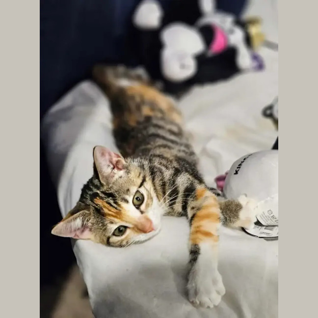 Photo of Wren