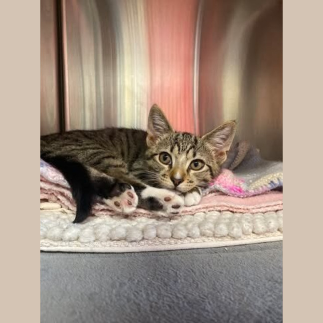 Photo of Wilbur