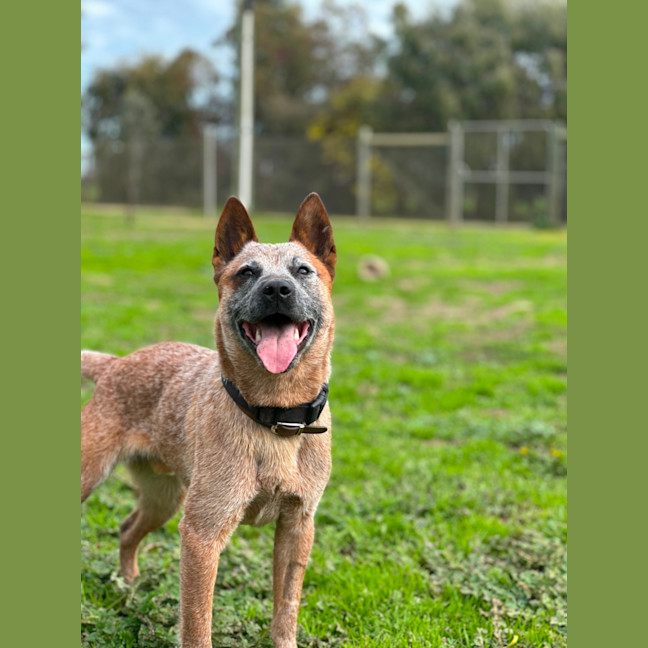 Photo of Rusty