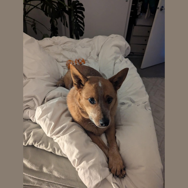 Photo of Cooper
