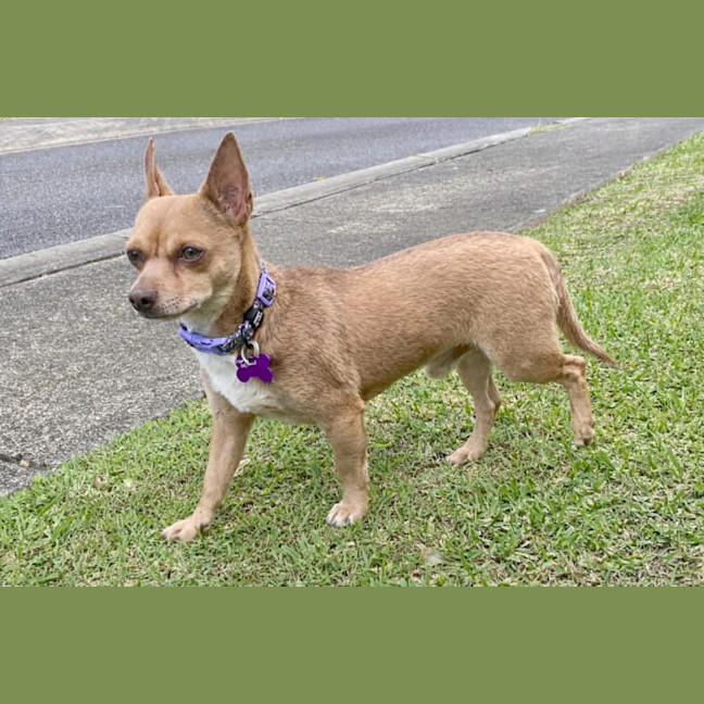 Photo of Deacon