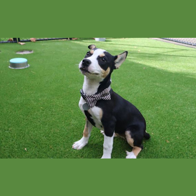 Photo of Dotti