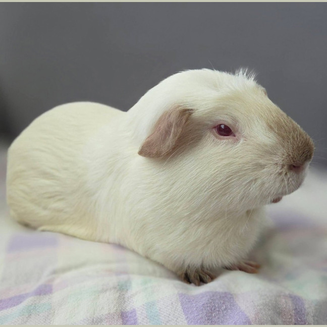 Photo of Chonky