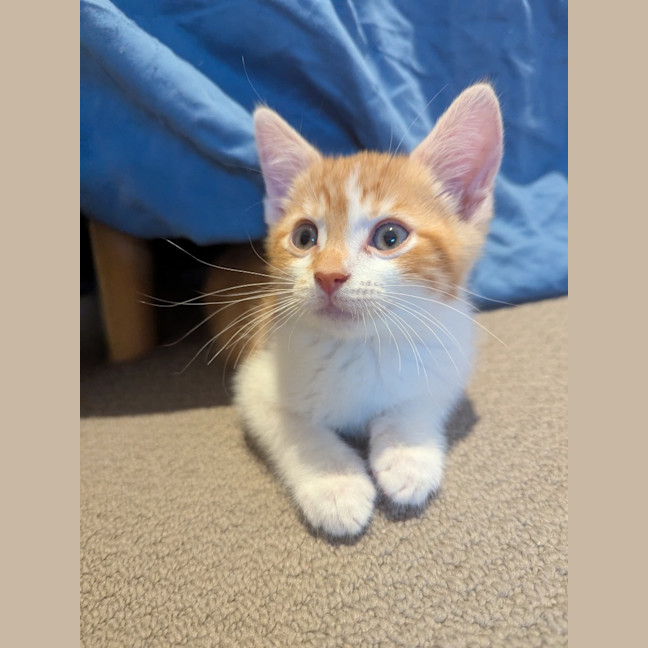 Photo of Stanley Golden