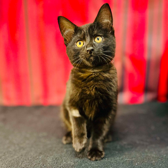 Photo of Draco (Located In Preston) 