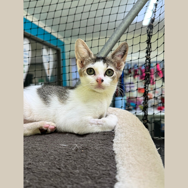 Photo of Apple Crisp