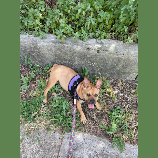 Photo of Pepperoni 