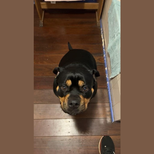 Photo of Marshmallow