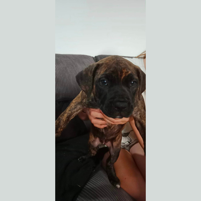Photo of Daisy
