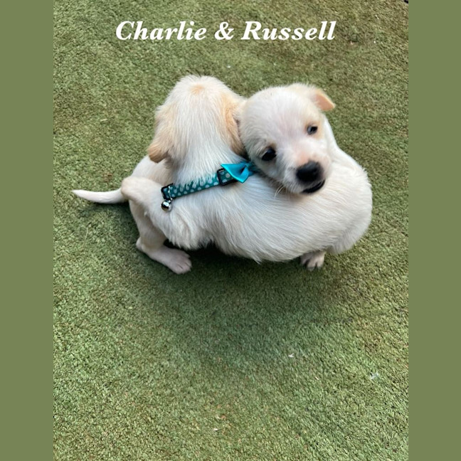 Photo of Russell