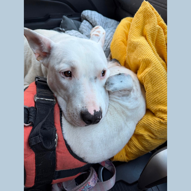 Photo of Bessie’s Puppies