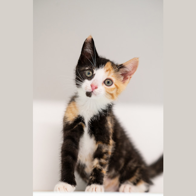 Photo of Peach