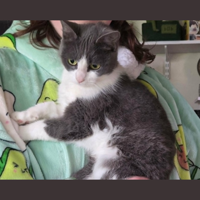 Photo of Sky *9 Lives Project Rescue*