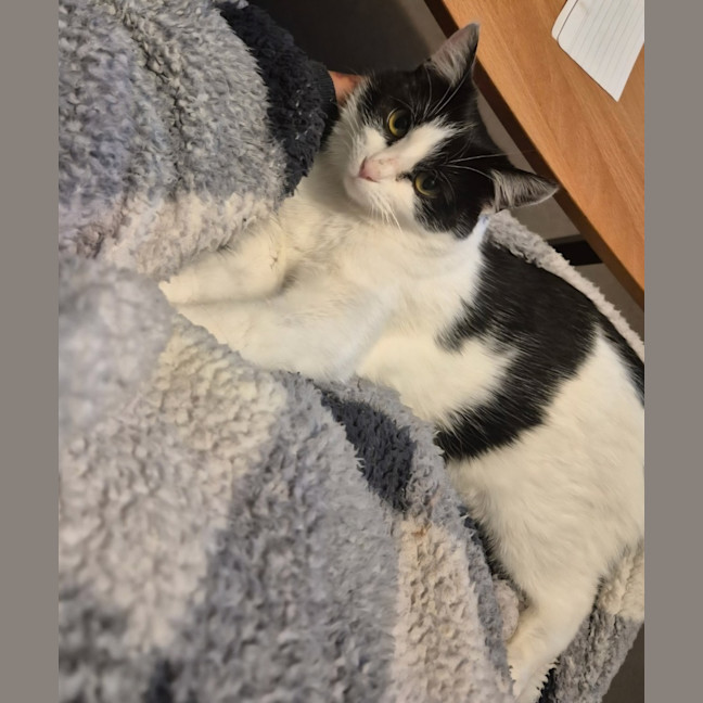 Photo of Luna