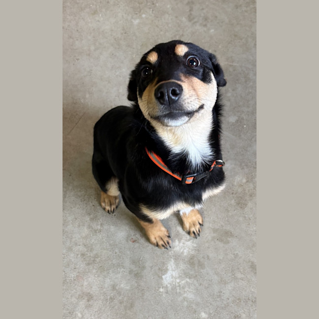 Photo of Goober Jnr (Goobz Joonz)