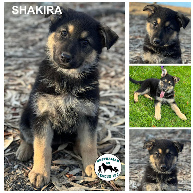 Photo of Shakira 