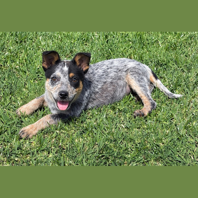 Photo of Dixie   13 Week Old Cattle Dog