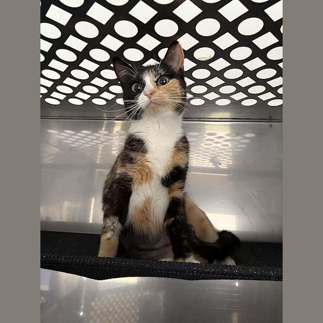 Photo of Primrose