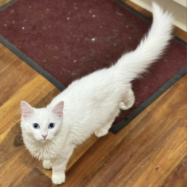 Photo of Duchess