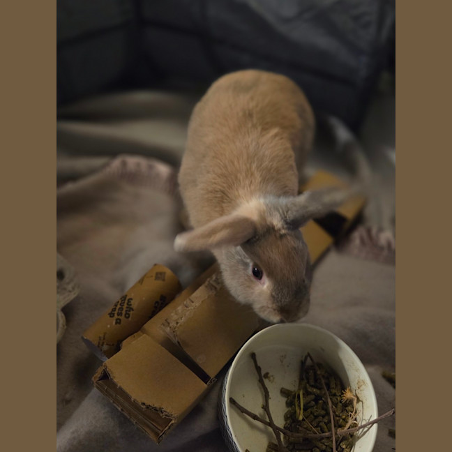 Photo of Thunder & Piepie