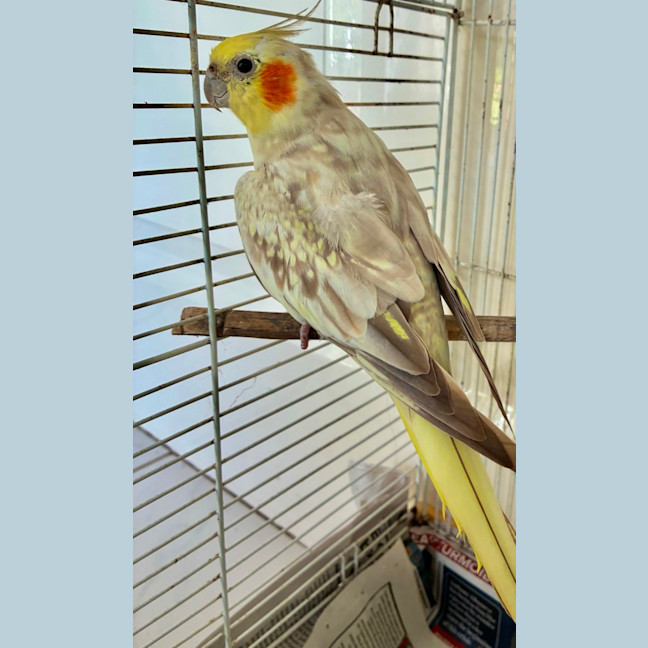 Photo of Pearl