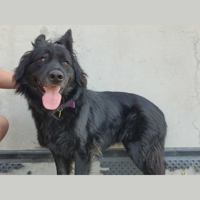 Photo of Mishka (62910)