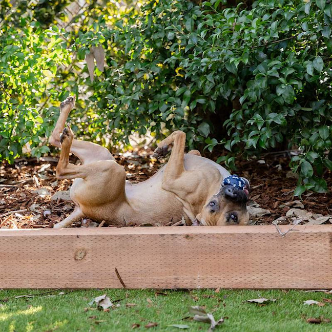 Photo of Chook