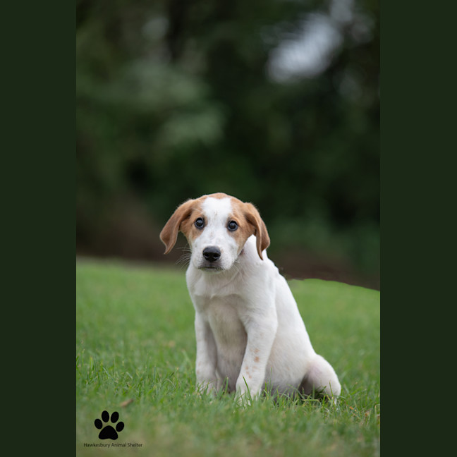 Photo of Charlie