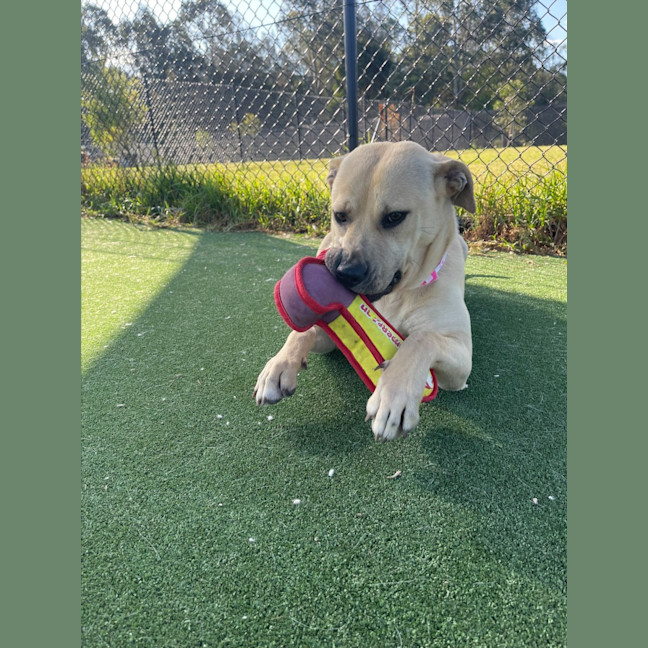 Photo of Alita Imp 1811