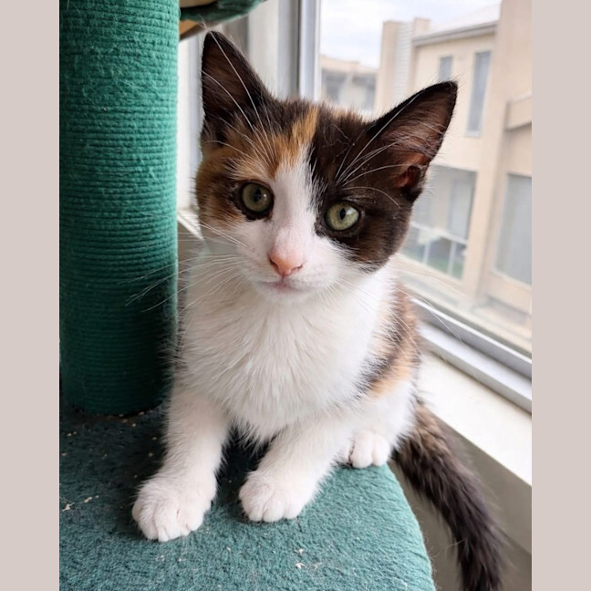 Photo of Gingerbread