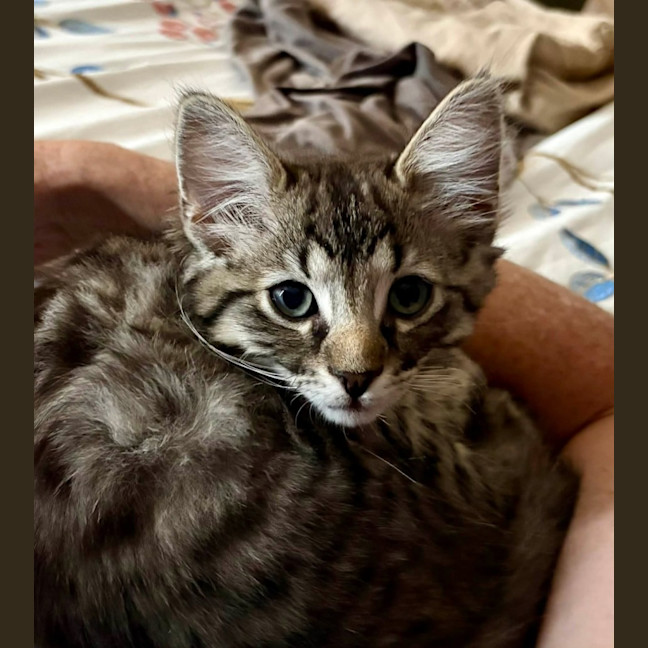 Photo of Dennis   In Foster Care In Greensborough