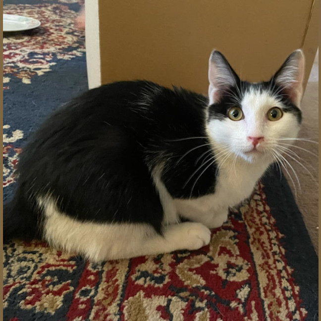 Photo of Patrick Patty Paws