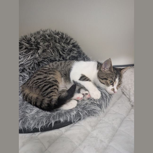 Photo of Blaze 